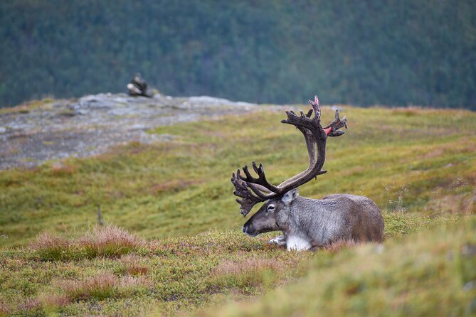 Arctic Wildlife and Fjord Sightseeing - Getting there comfortably: vans, guides, and pacing