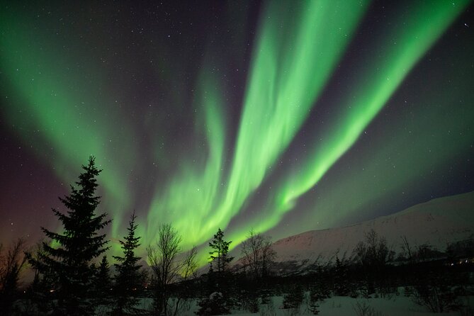 Aurora Safari Chase by big bus, free Photos, toilet onboard - Key highlights worth getting excited about