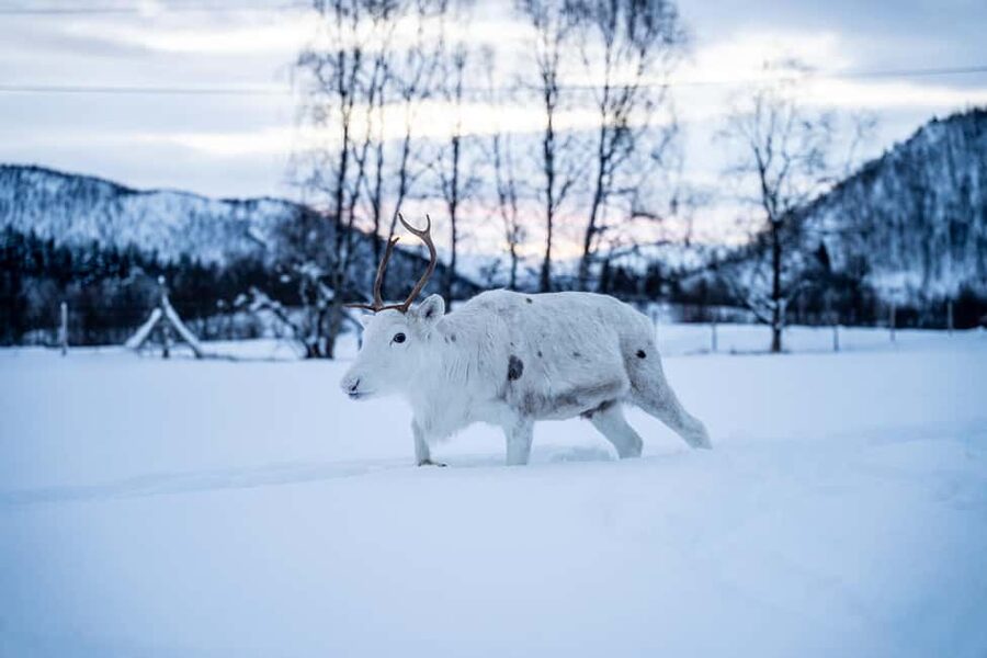 Balsfjord: Reindeer Sledding, Feeding & Sámi Culture - Key moments you will remember