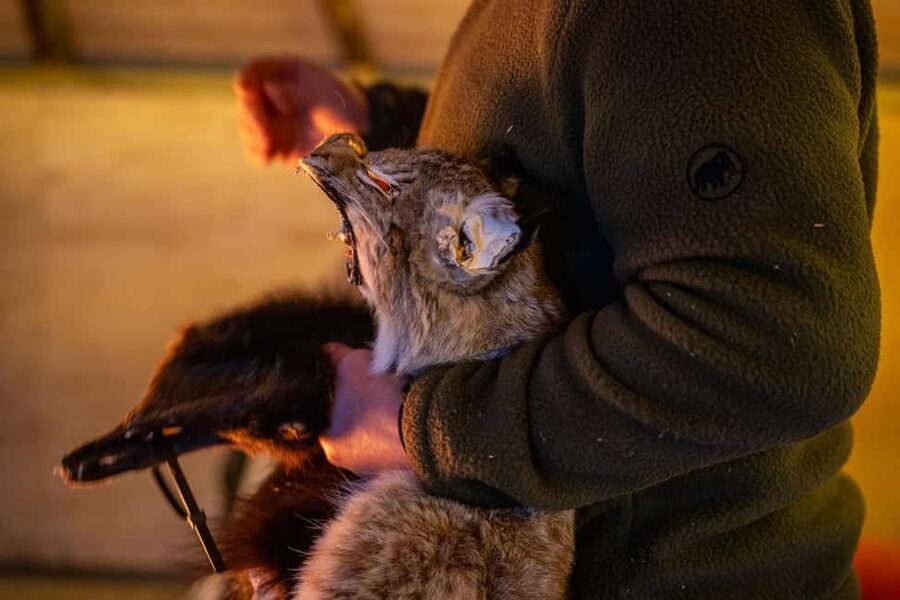 Balsfjord: Reindeer Sledding, Feeding & Sámi Culture - Logistics that can make or break your day
