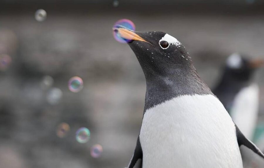 Bergen: Bergen Aquarium Entry Ticket - Animals along the Norwegian coast you can actually watch