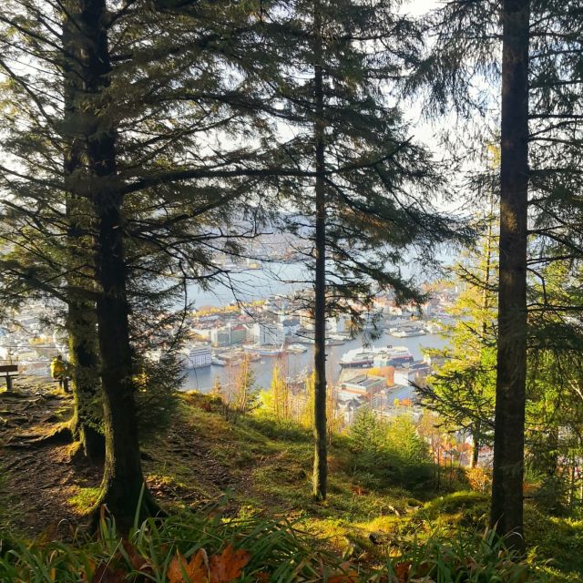 Bergen: Guided mountain hike on top of Bergen - Culture talk you can actually use, not just background noise
