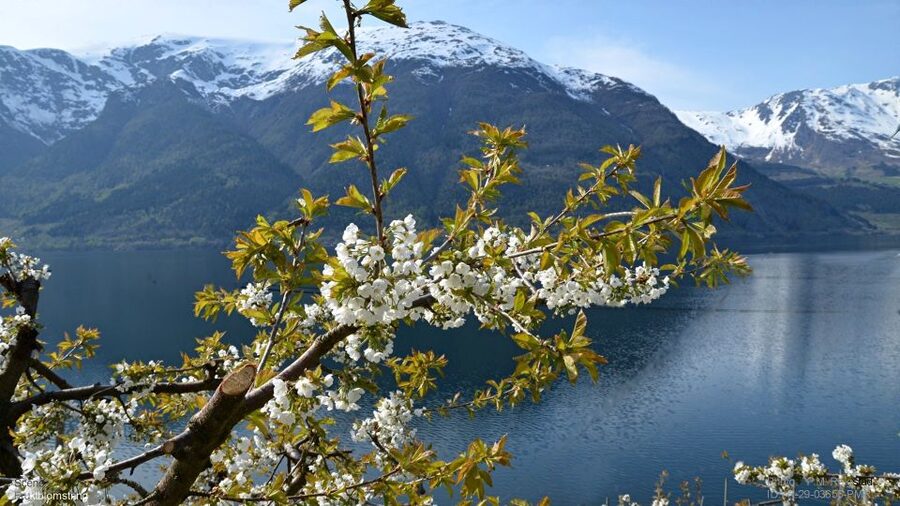 Bergen: Hardangerfjord, Voss Gondola & 3 Great Waterfalls - Steinsdalsfossen: a popular Norway waterfall you can see dry