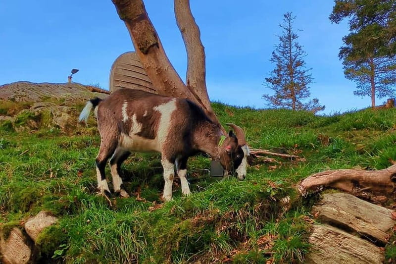 Bergen Like a Local: Culture, Views, and the Stave Church - Key highlights to know before you go