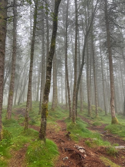 Bergen Magical Nature Tour | ViFlowExperience - Who this tour suits best (and who might skip it)