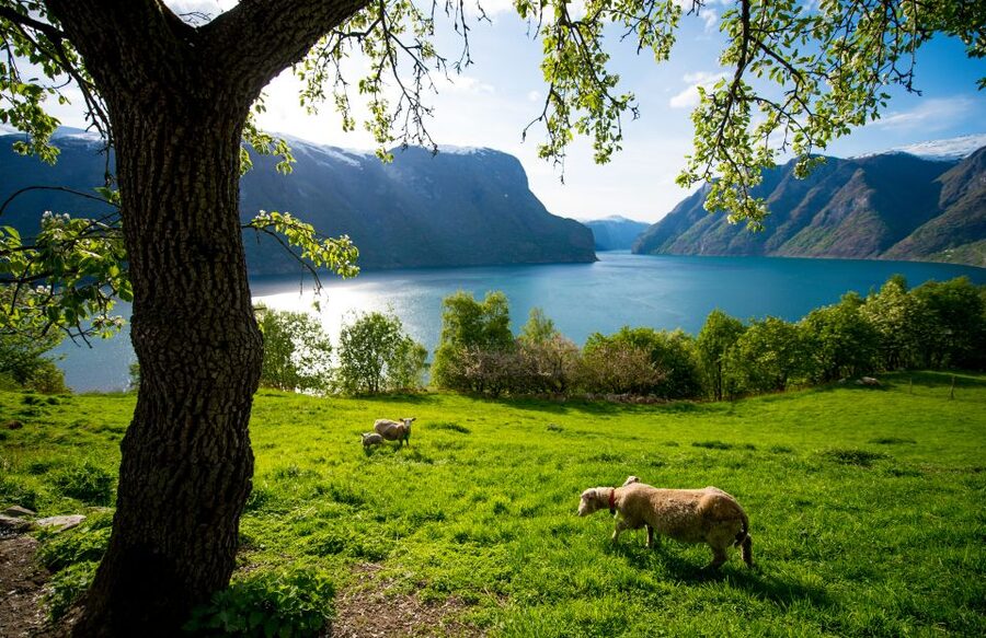 Bergen: Viking Village, Nærøyfjord Cruise & Flåm Railway - Price and value: what you get for $418