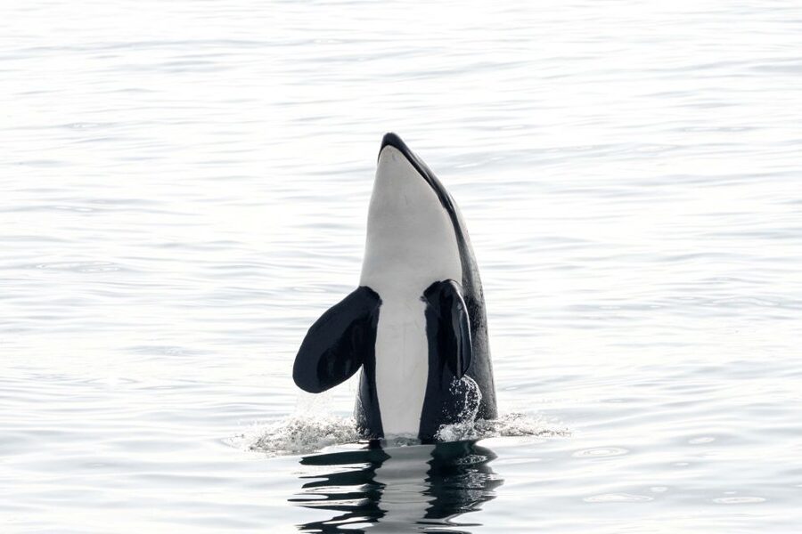 Bleik: Whale Watching by Speedboat with Puffins and Muffins - Key highlights you will actually care about