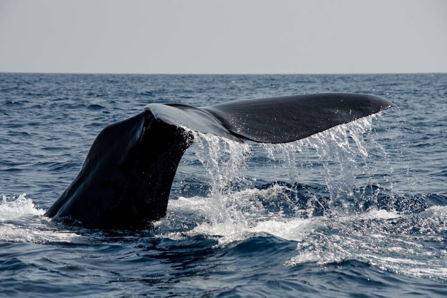 Bleik: Whale Watching by Speedboat with Puffins and Muffins - Practical planning: what to bring and how to stay comfortable