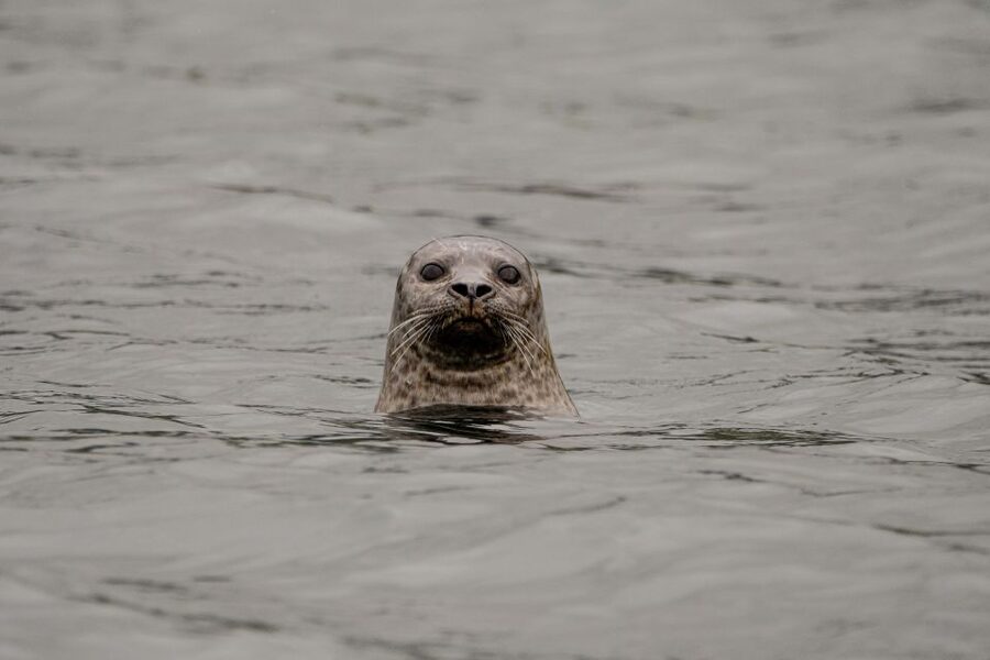 Bleik: Whale Watching by Speedboat with Puffins and Muffins - Where Bleik Canyon fits into Norway’s whale-and-bird scene
