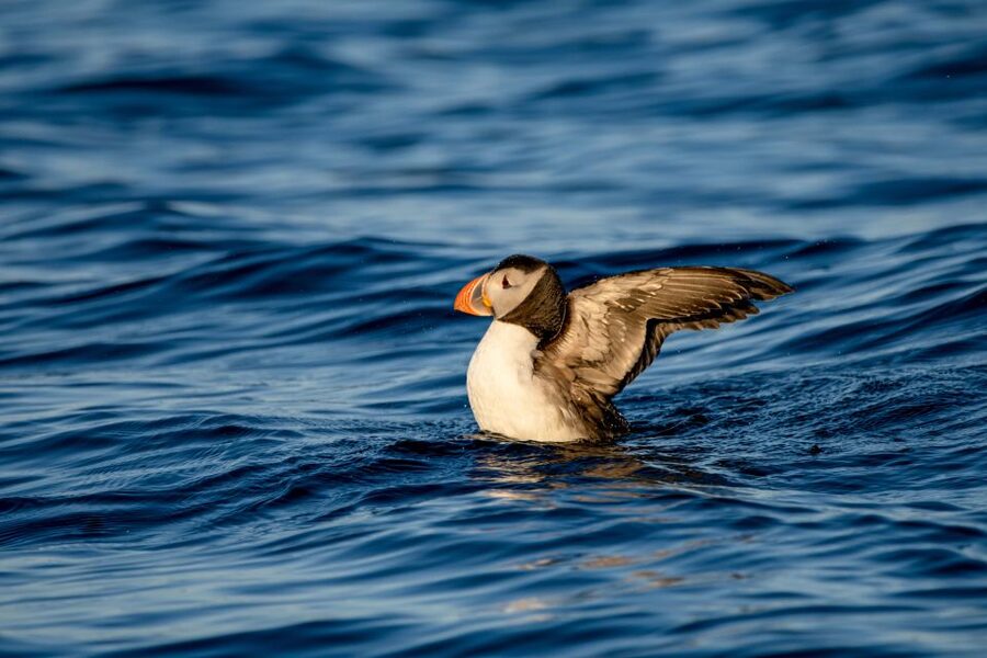 Bleik: Whale Watching by Speedboat with Puffins and Muffins - Orcas, pilot whales, puffins, and that close-up feeling