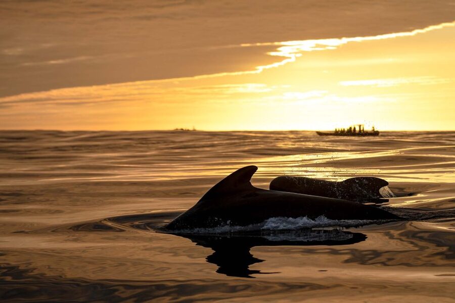 Bleik: Whale Watching by Speedboat with Puffins and Muffins - Midnight sun timing: the 10:00 vs 21:00 departure vibe