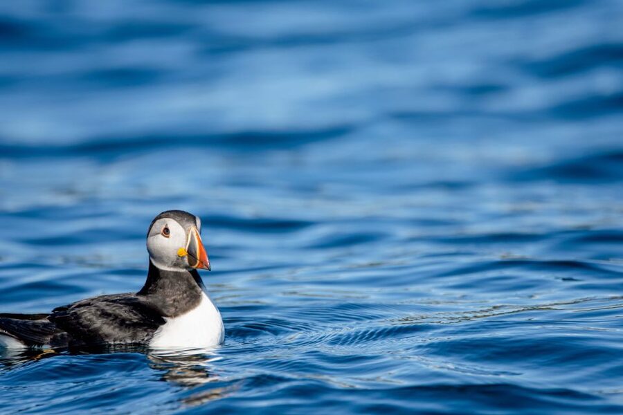 Bleik: Whale Watching by Speedboat with Puffins and Muffins - The onboard human touch: guides, respect, and practical storytelling