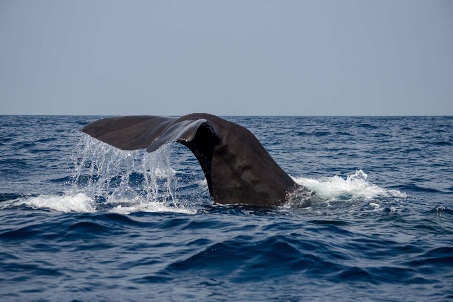 Bleik: Whale Watching by Speedboat with Puffins and Muffins - Price and value: is $199 worth it in Bleik?