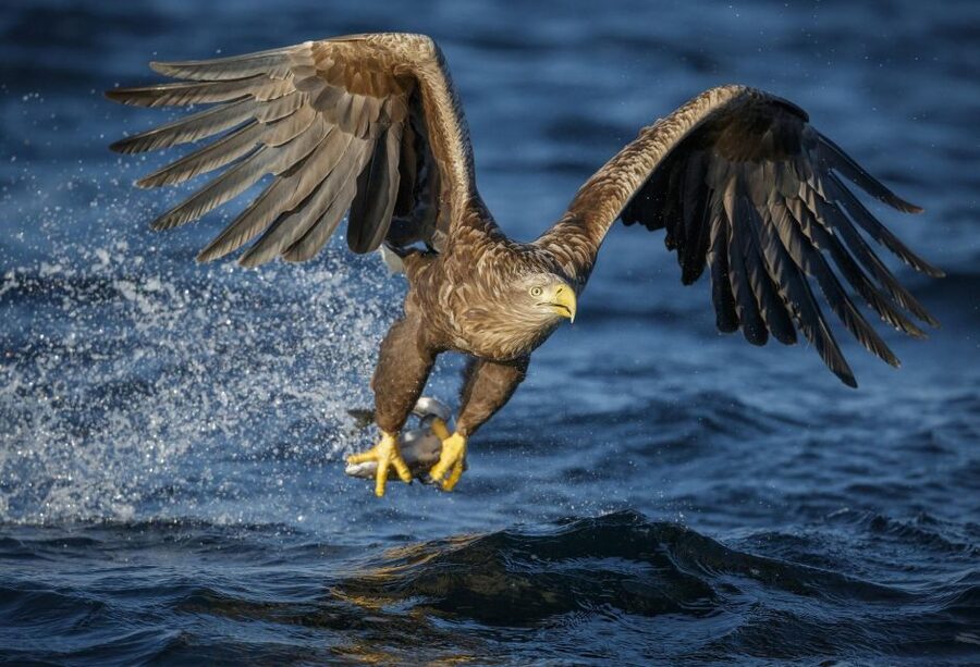 Bodø: Saltstraumen Sea Eagle Trip by RIB - Saltstraumen’s maelstrom: the world’s biggest tidal squeeze