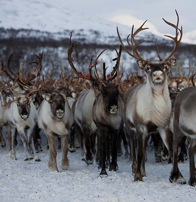 Bodø: Sami Experience in Bodø - Key points to know before you go
