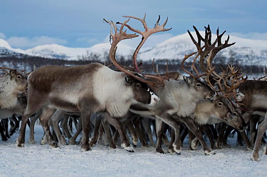 Bodø: Sami Experience in Bodø - Reindeer time: what you’ll see, what you can do, and how long it lasts