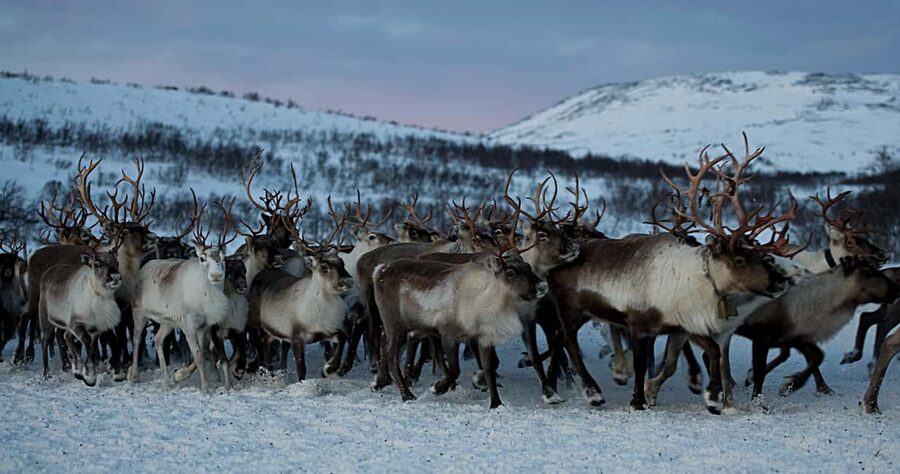 Bodø: Sami Experience in Bodø - Inside the lavvo: stories, warmth, and Sami culture you can actually ask about