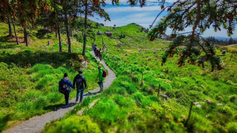 Discover Haugesund and visit a local mountain farmer - Key things you will remember from Kringsjå and Haugesund
