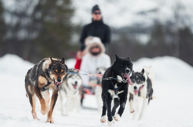 Dog Sled Tour and Husky Cuddles - Price and Value: Is $431.59 Worth It for 3 Hours?