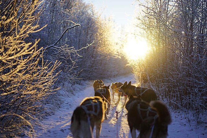 Dog Sled Tour and Husky Cuddles - Who This Alta Husky Tour Fits Best, and Who Should Rethink It