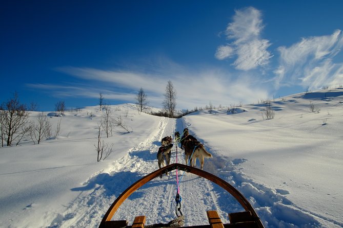 Dog Sledding: A Self-Drive Arctic Experience from Tromsø - Warming up in the lavvo: hot soup, drinks, and time with the dogs