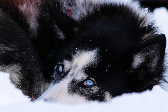 Dog Sledding: A Self-Drive Arctic Experience from Tromsø - Safety and dog welfare: how to make this a smooth, confident experience