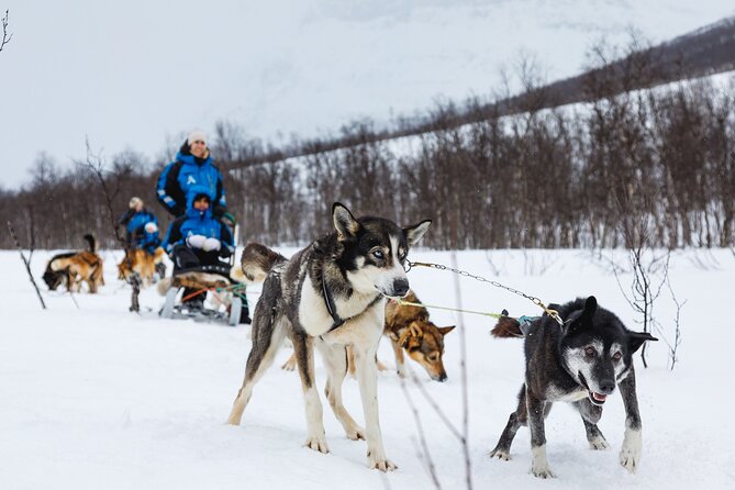 Dog Sledding: A Self-Drive Arctic Experience from Tromsø - Husky yard welcome: suits up, dogs up close, and the safety briefing