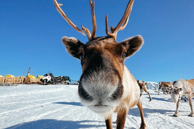 Exclusive Reindeers Experience in small groups, Tromso - Key highlights that make this tour worth your time
