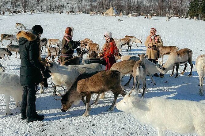 Exclusive Reindeers Experience in small groups, Tromso - Why this Tromso reindeer visit feels different