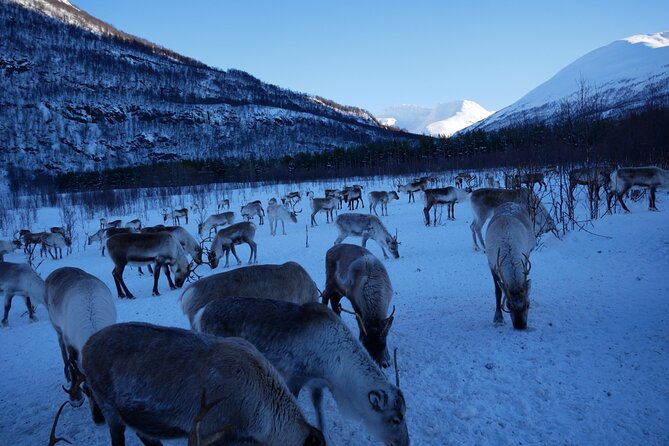 Exclusive Reindeers Experience in small groups, Tromso - Photos, timing, and how to make the most of your time