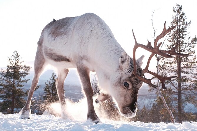 Exclusive Reindeers Experience in small groups, Tromso - Bathroom and comfort basics at the property