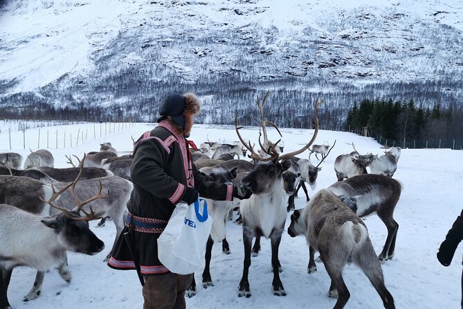 Exclusive Reindeers Experience in small groups, Tromso - The Sami camp experience: stories, walking in snow, and reindeer feeding