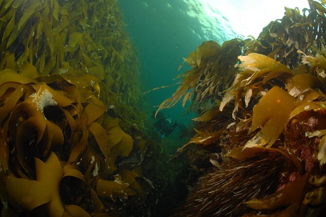 Family Snorkeling Tour - Equipment and guidance: included gear, practical steps, and safety basics