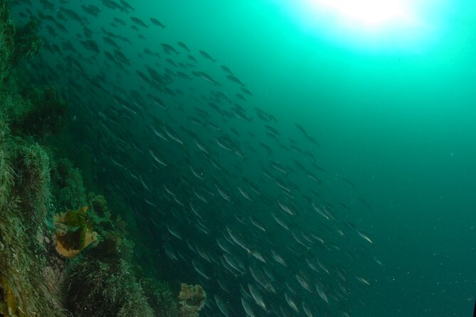 Family Snorkeling Tour - Getting ready in Ballstad: meeting point and what to bring