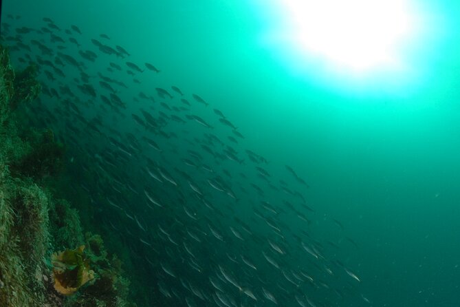 First Time Diver Scuba Experience - What’s included, what isn’t, and where the value comes from