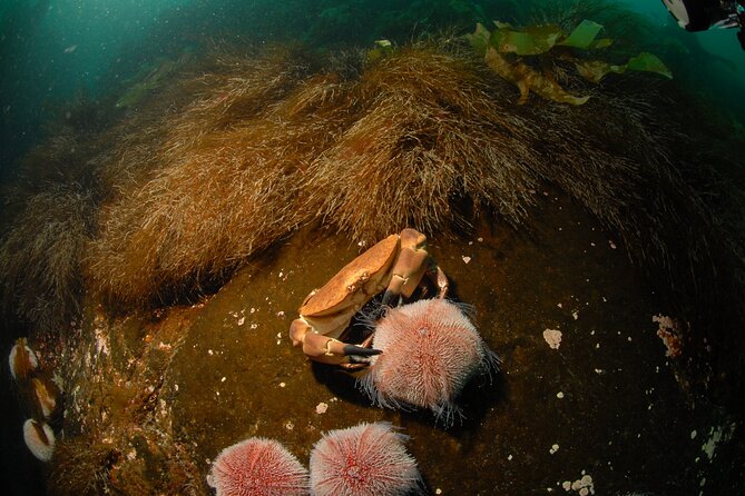 First Time Diver Scuba Experience - Who this is best for, and who might want something else