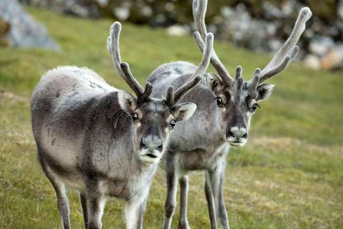 Fjord Expedition: Arctic Adventure Awaits - Small-group feel and guide style that makes a difference