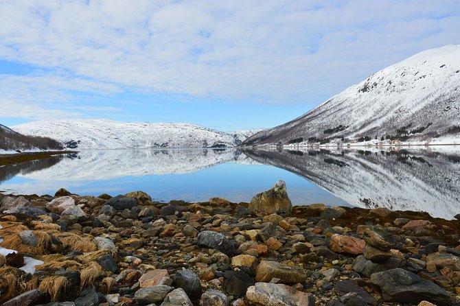 Fjord, Mountain and Wildlife Tour - Wildlife: reindeer odds, and why you should not plan around guarantees
