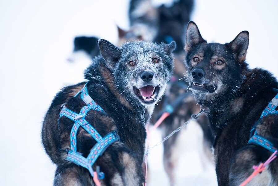 From Alta: Huskey Dog Sledding Tour - Key highlights that make this tour work