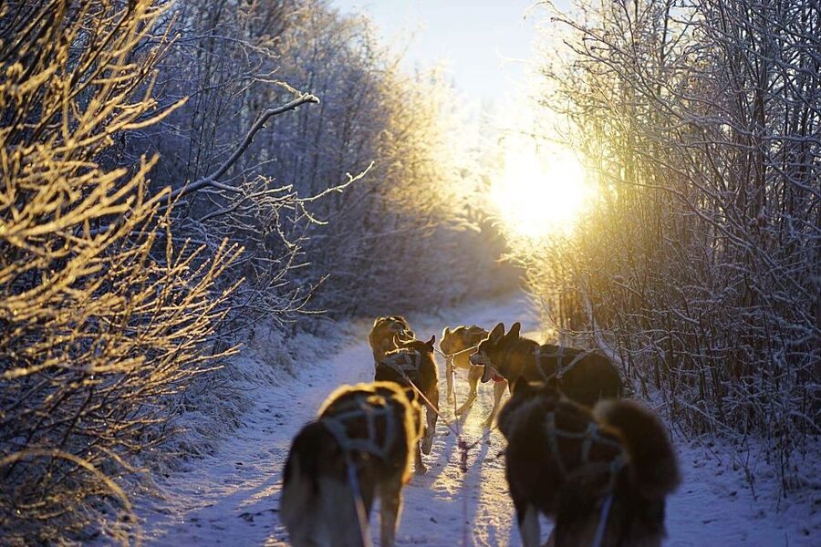 From Alta: Huskey Dog Sledding Tour - What to wear in Arctic cold, and what you can leave at home