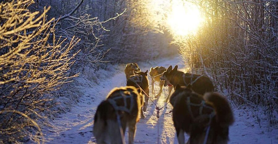From Alta: Huskey Dog Sledding Tour - The meeting point and start time: Labyrinten 8 at 09:00