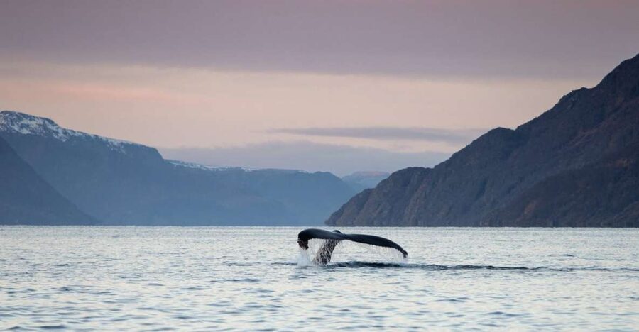 From Alta: Small Group Whale Watching by RIB - Key Points You Should Know Before You Go