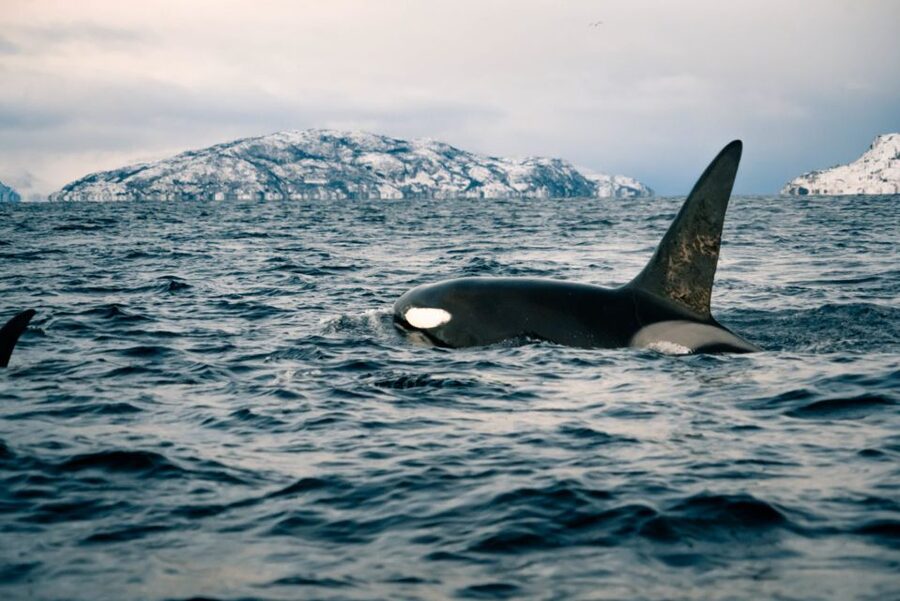 From Alta: Small Group Whale Watching by RIB - Cold-Weather Comfort That Actually Helps: Included Suits, Gloves, and Safety Gear