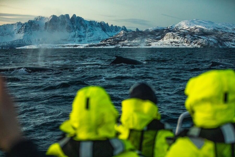From Alta: Small Group Whale Watching by RIB - Weather, Boat Changes, and How to Stay Flexible