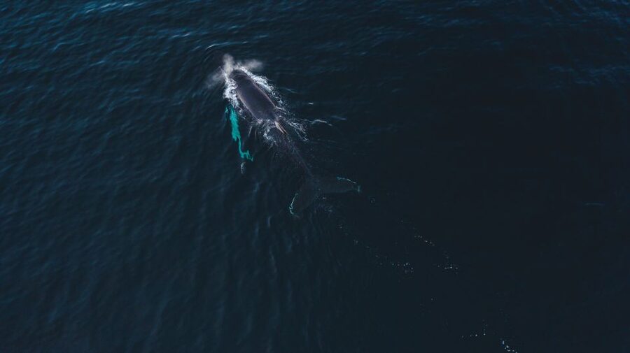 From Alta: Small Group Whale Watching by RIB - Small Group Size: Why Max 12 Matters on the Water