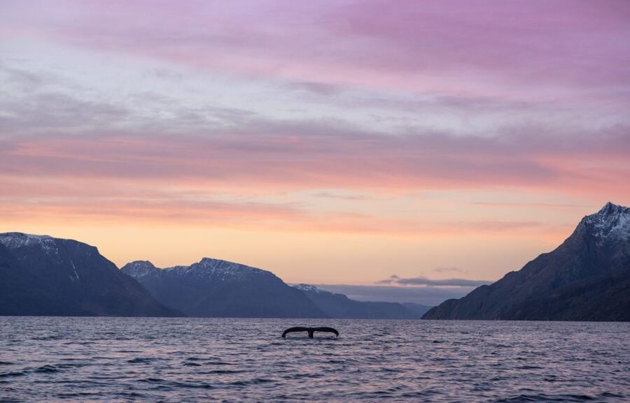 From Alta: Small Group Whale Watching by RIB - Safety and Etiquette: The Responsible Part You Should Appreciate