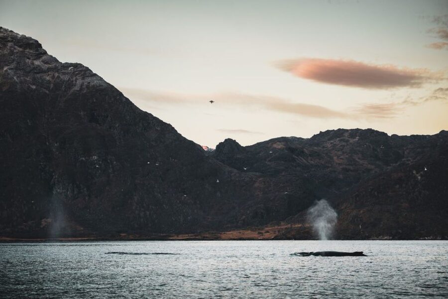 From Alta: Small Group Whale Watching by RIB - From the Æventyr Adventure Store to the Harbor: How the 210 Minutes Unfold
