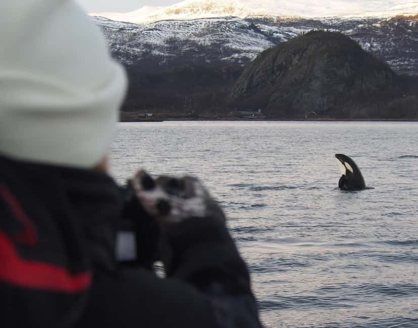 From Alta: Small group Whale watching - Why Altafjord in winter can feel like the Arctic version of a front-row seat