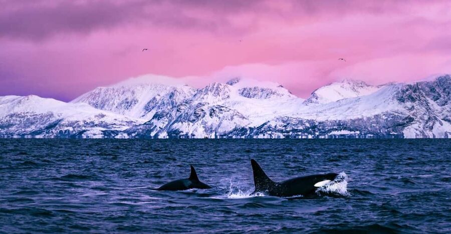 From Alta: Whale and Seabird Cruise - On the Water in About 3 Hours: What the Flow Feels Like