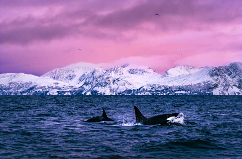 From Alta: Whale and Seabird Cruise - Orcas Close Up, Plus Humpbacks and Fin Whales